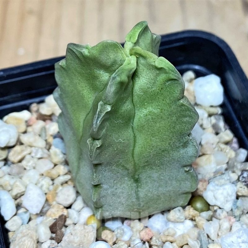 SH3612 Whitesloanea crassa