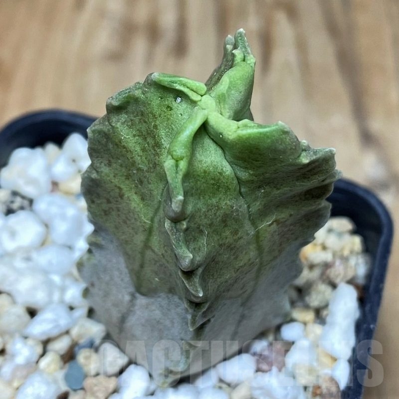 SH1747 Whitesloanea crassa