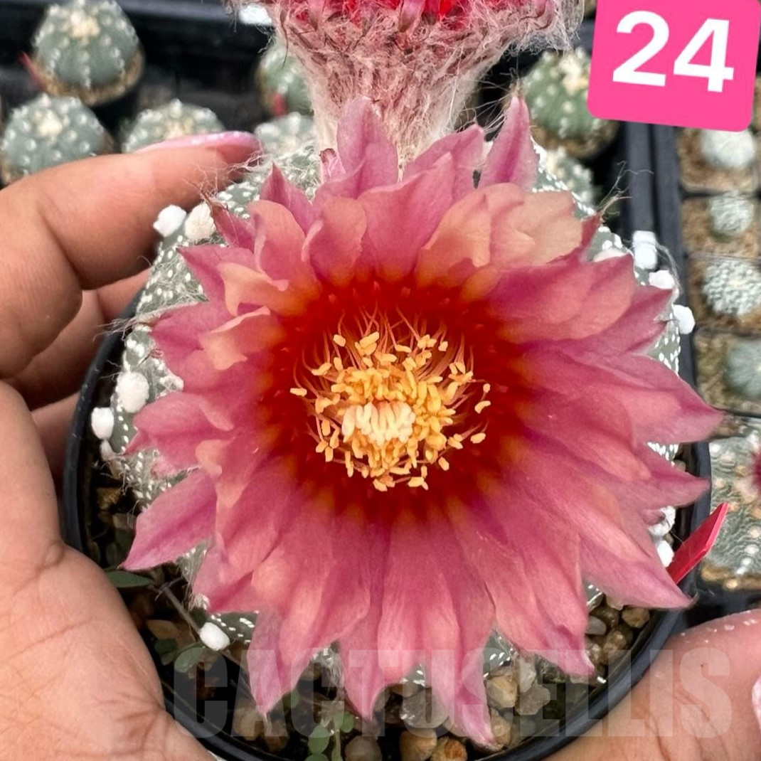 SH2557 Astrophytum asterias ‘Super Kabuto’ ‘Akabana’ clon 24