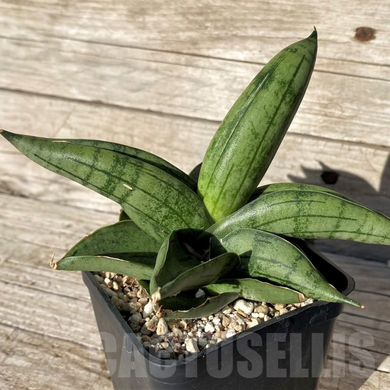SH1571 Sansevieria 'Meedee'