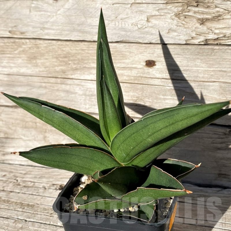 SH1578 Sansevieria ‘Bonny’