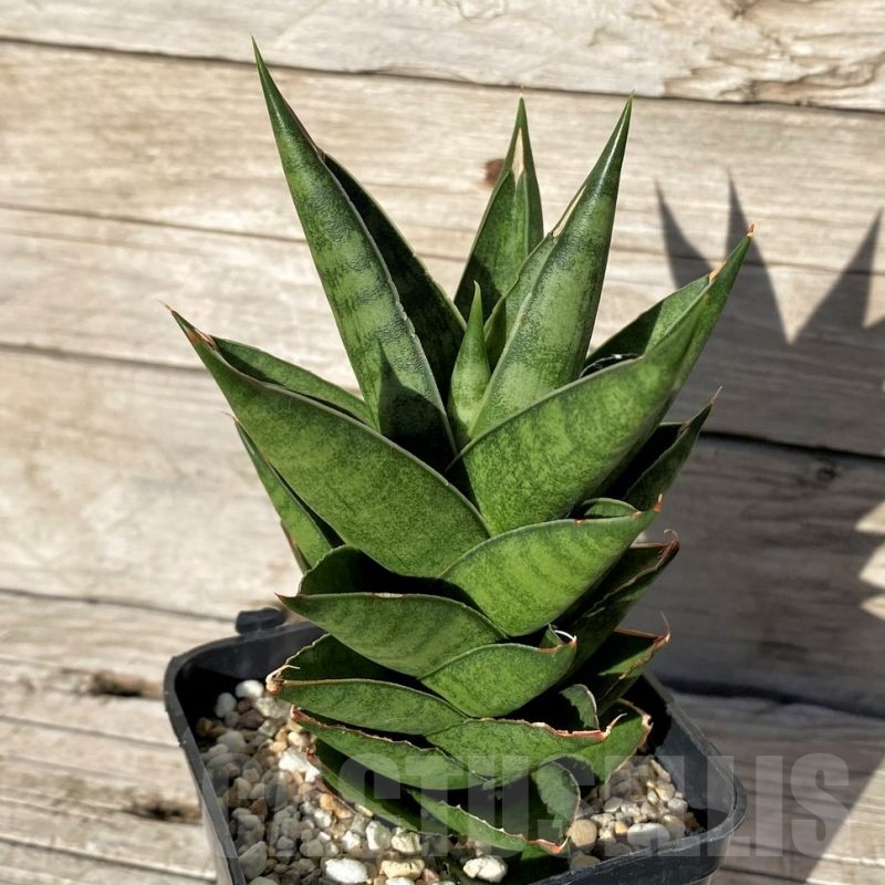 SH1583 Sansevieria 'Pagoda'