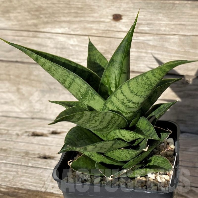 SH1586 Sansevieria 'Frozen Rose'