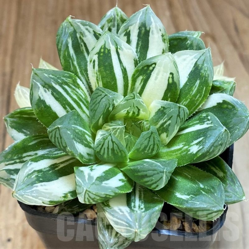SH2102 Haworthia obtusa ‘Marin’ f. variegata