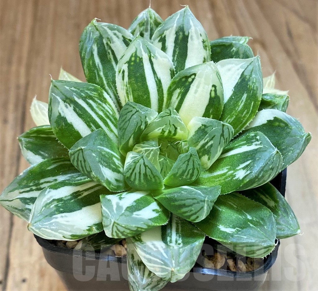 SH2102 Haworthia obtusa ‘Marin’ f. variegata