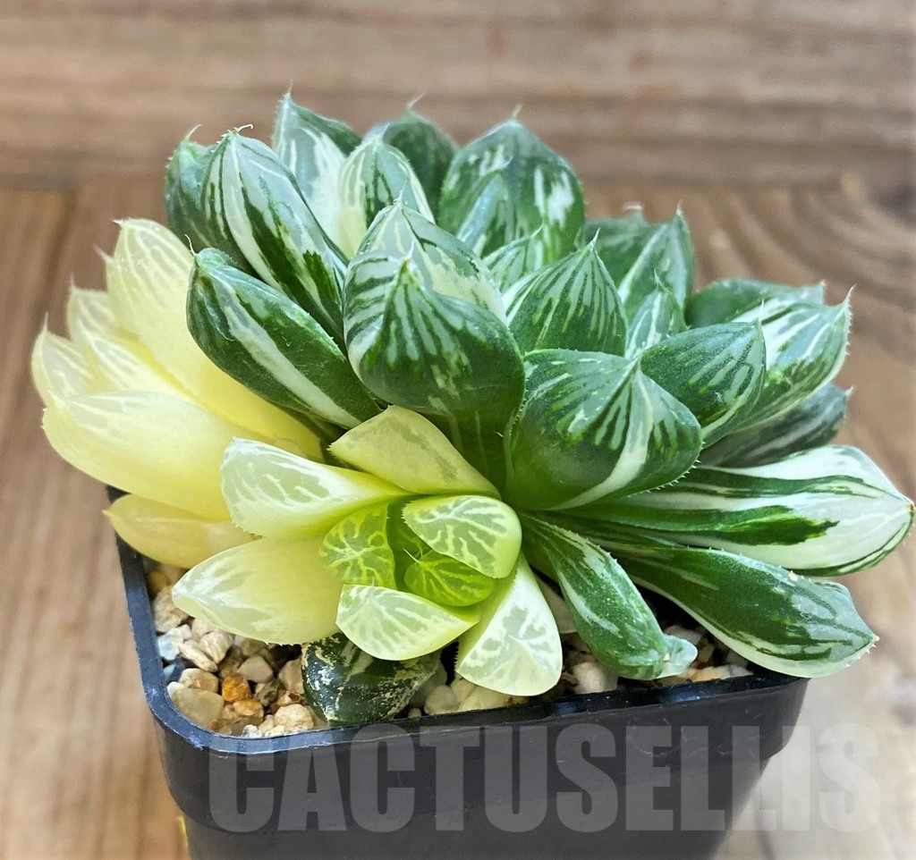 SH2102 Haworthia obtusa ‘Marin’ f. variegata - Image 2