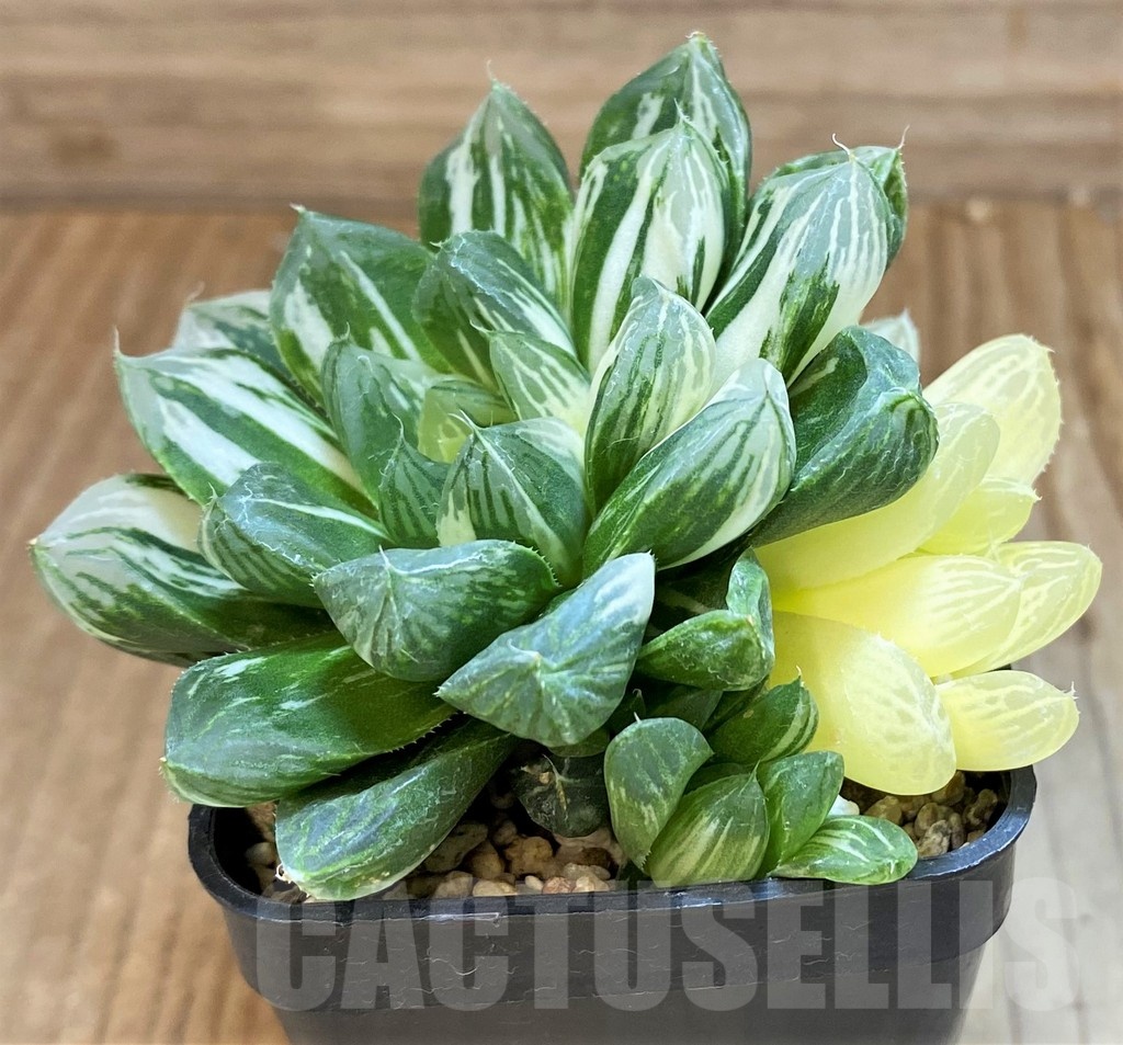 SH2102 Haworthia obtusa ‘Marin’ f. variegata - Image 3