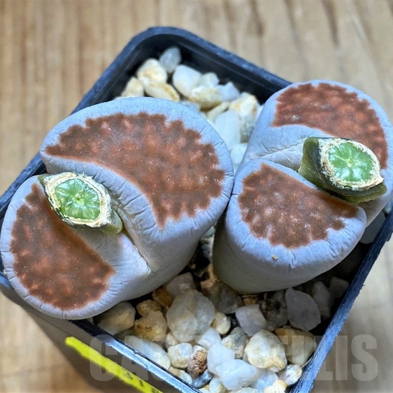 SH3189 Lithops karasmontana v. lateritia