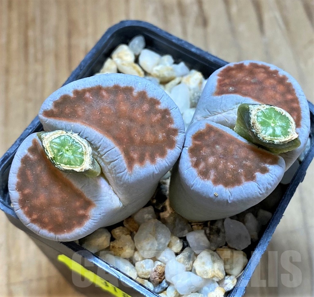 SH3189 Lithops karasmontana v. lateritia