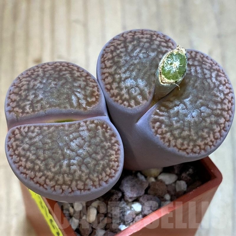 SH3167 Lithops hookeri v. marginata