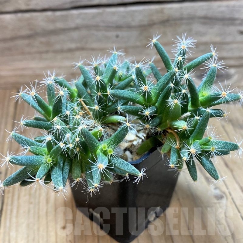 SH2431 Trichodiadema densum