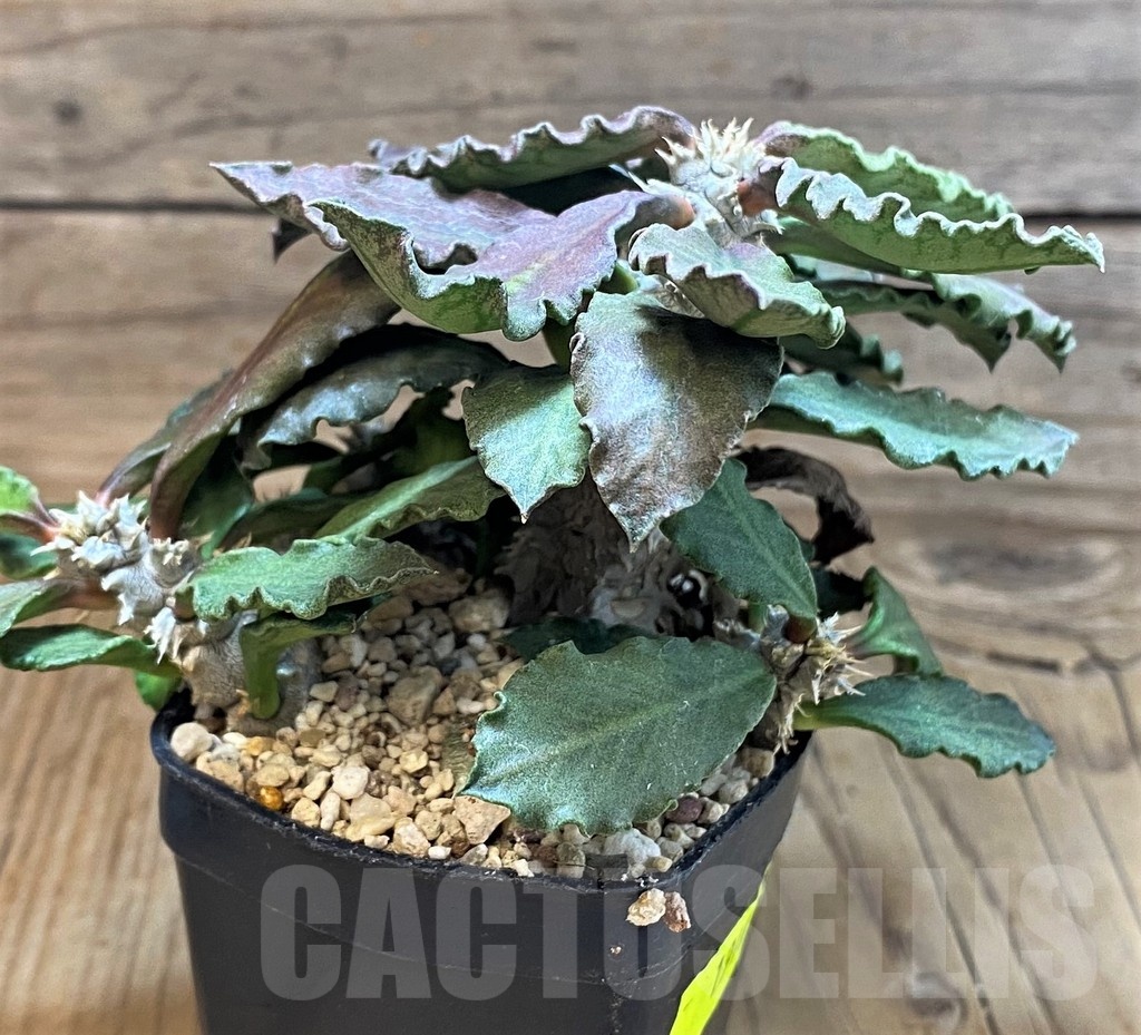 SH1910 Euphorbia decaryi v. spirosticha - Image 2