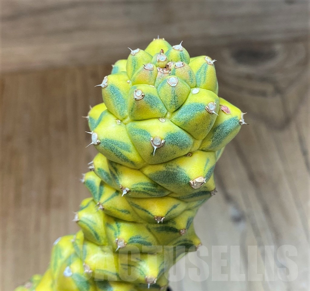 SH1603 Monadenium ritchiei f. variegata