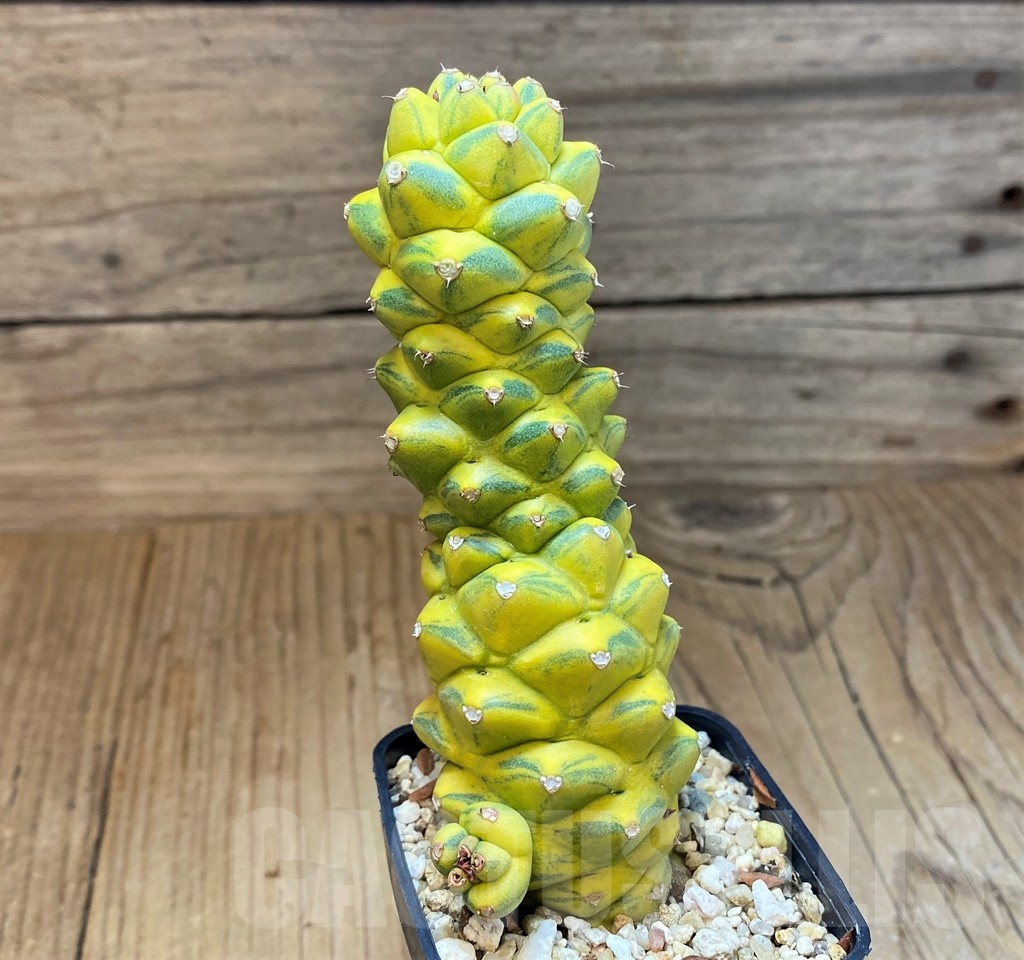 SH1603 Monadenium ritchiei f. variegata - Obrázek 2