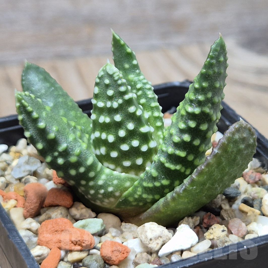 VVG3642 Haworthia maxima -Hear Worcester Airoport- seedling