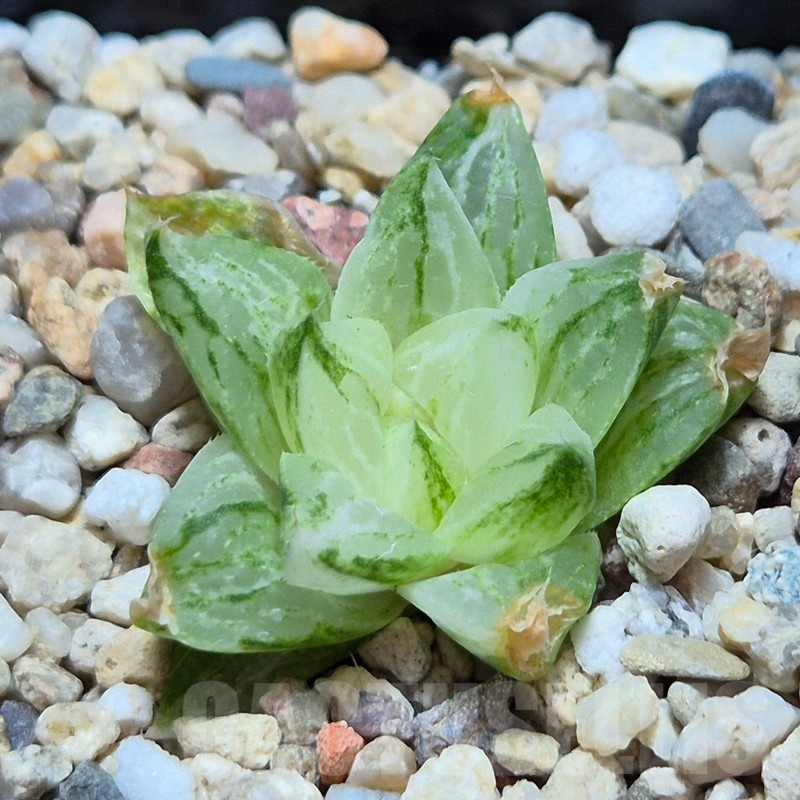 VVG3651 Haworthia turgida f. variegata ‘Rock Sugar’
