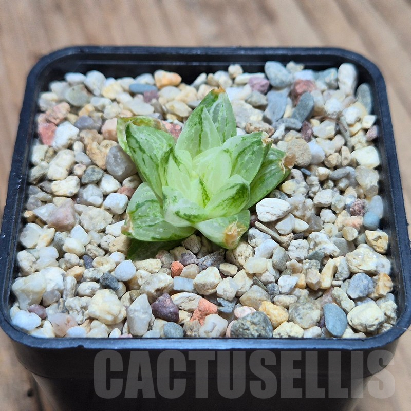 VVG3651 Haworthia turgida f. variegata ‘Rock Sugar’ - Image 2