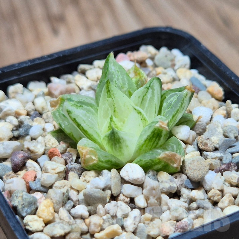VVG3651 Haworthia turgida f. variegata ‘Rock Sugar’ - Image 3