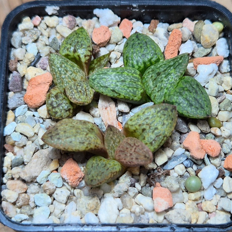 VVG3652 Haworthia picta 'Rainbow' Reni Picta P004 seedling