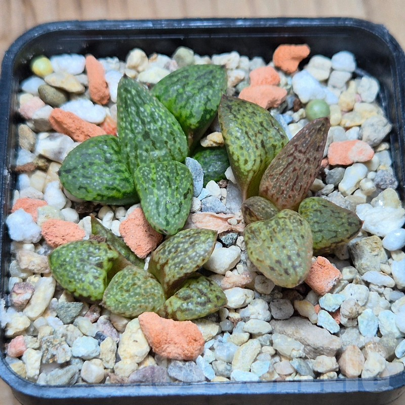 VVG3652 Haworthia picta 'Rainbow' Reni Picta P004 seedling - Image 2
