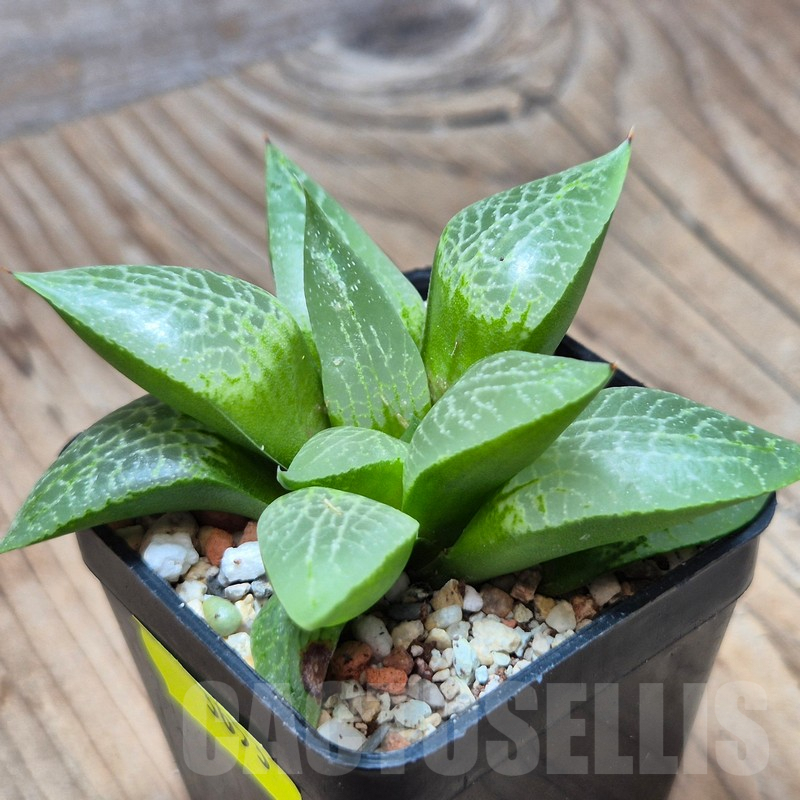 VVG3653 Haworthia comptoniana VVG4 seedling - Image 2