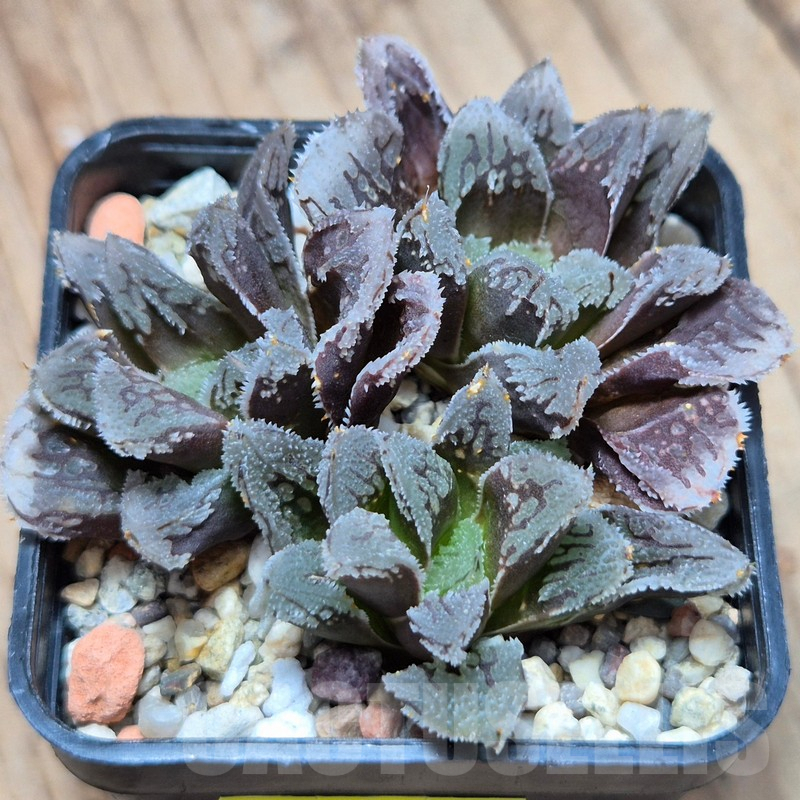 VVG3654 Haworthia VVG1 x VVG12 x 'Kegazato' - Image 2