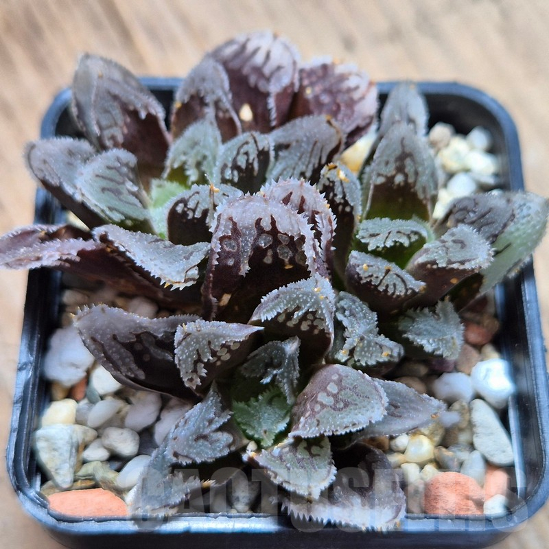 VVG3654 Haworthia VVG1 x VVG12 x 'Kegazato'