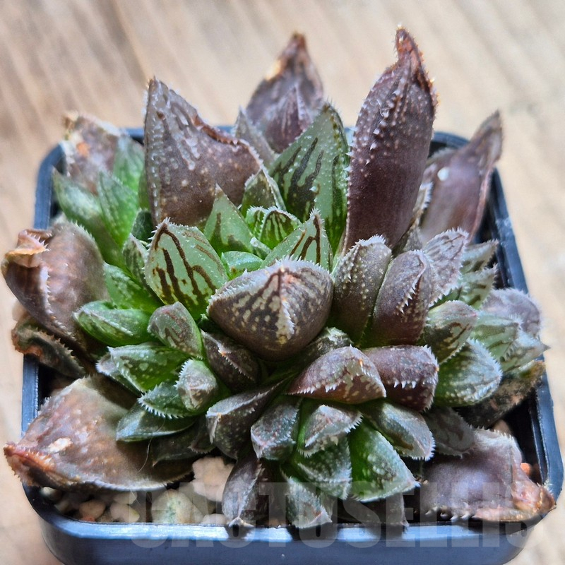 VVG3655 Haworthia cooperi v. leightonii hybrid