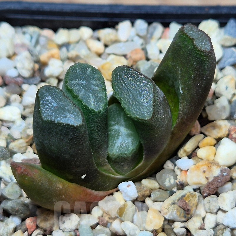 VVG3656 Haworthia maughanii -Japan- seedling