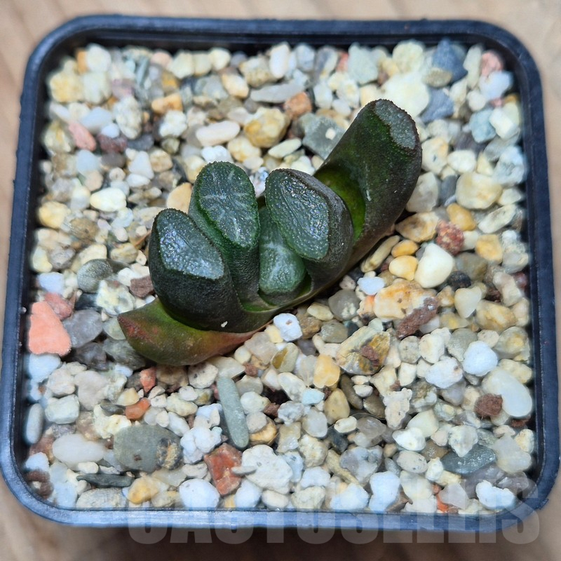 VVG3656 Haworthia maughanii -Japan- seedling - Image 2