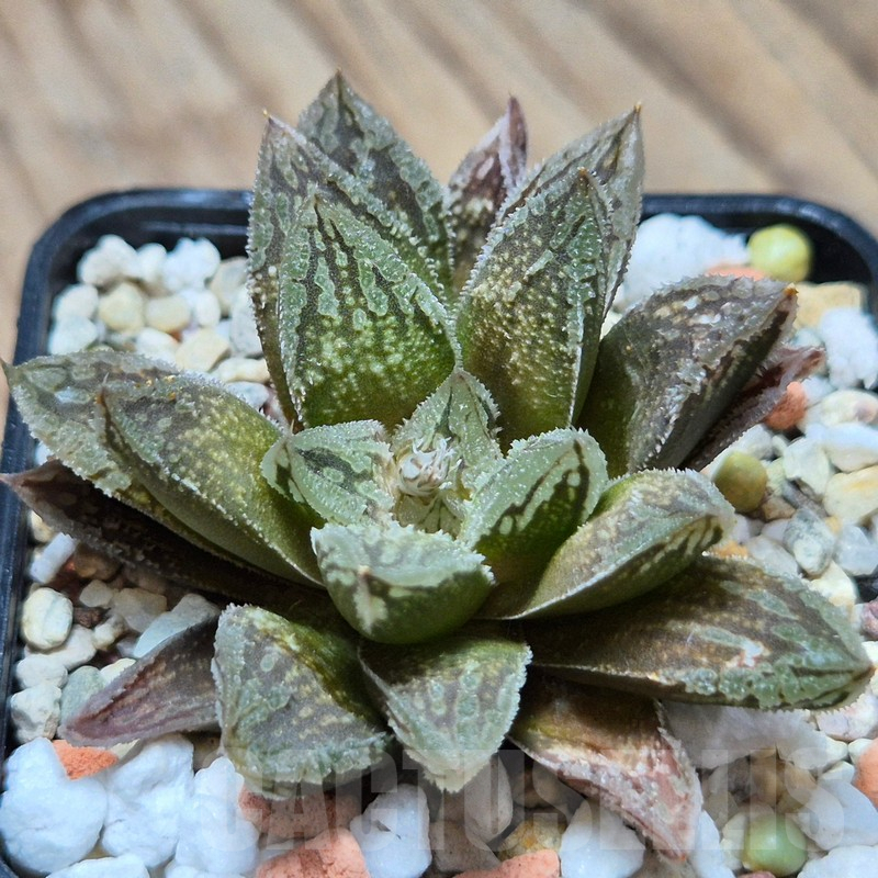 VVG3657 Haworthia VVG30 x 'Yulia'