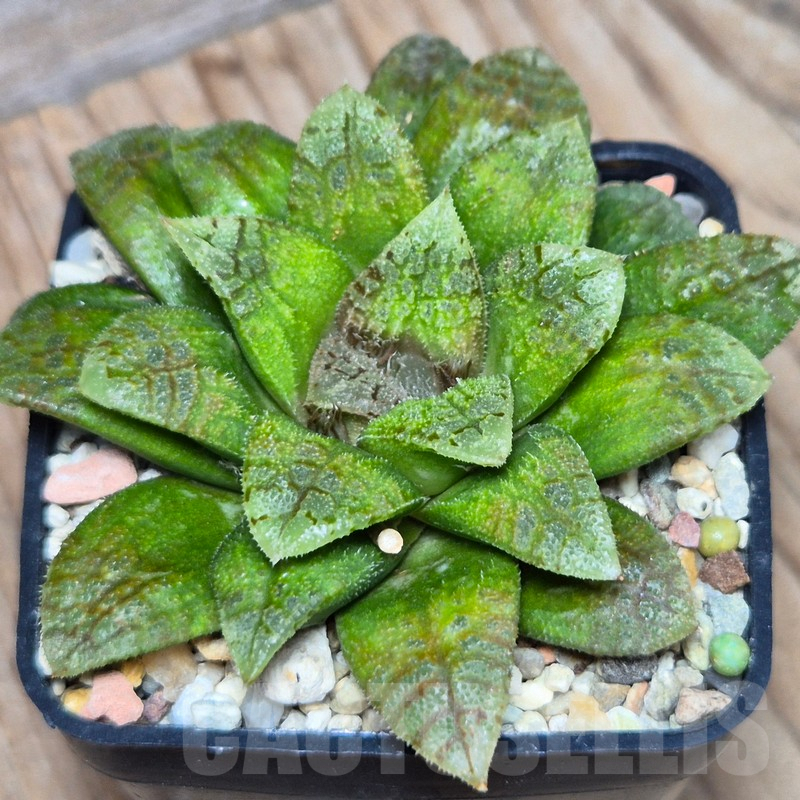 VVG3659 Haworthia schultiana x retusa x comptoniana x VVG30 - Image 2