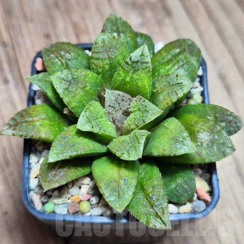 VVG3659 Haworthia schultiana x retusa x comptoniana x VVG30