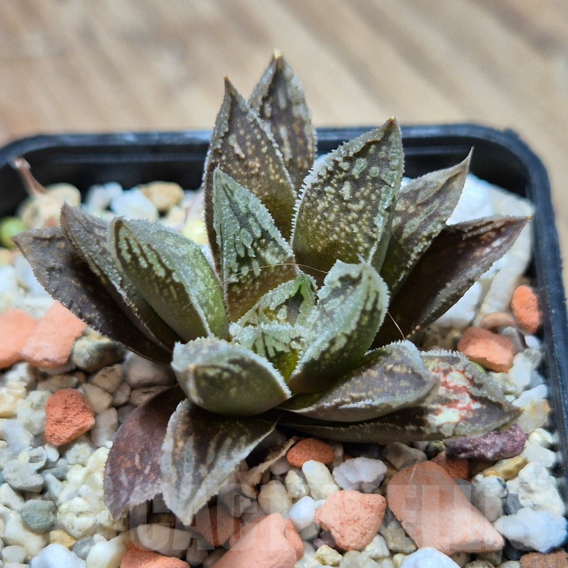 VVG3660 Haworthia VVG30 x 'Yulia'