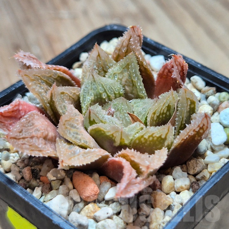 VVG3661 Haworthia 'Gorbi' x 'Yulia'