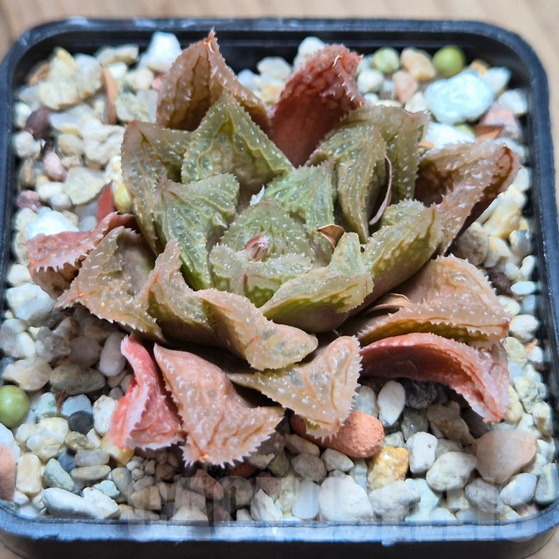 VVG3661 Haworthia 'Gorbi' x 'Yulia' - Image 2