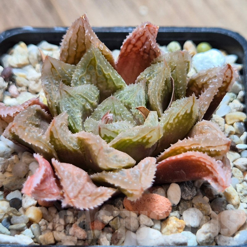 VVG3661 Haworthia 'Gorbi' x 'Yulia' - Image 3