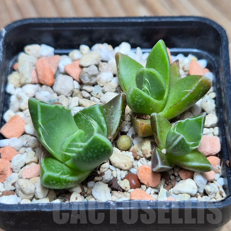 VVG3663 Faucaria tigrina -Grahamston- 3 plants seedling