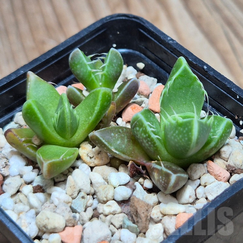 VVG3663 Faucaria tigrina -Grahamston- 3 plants seedling - Image 2