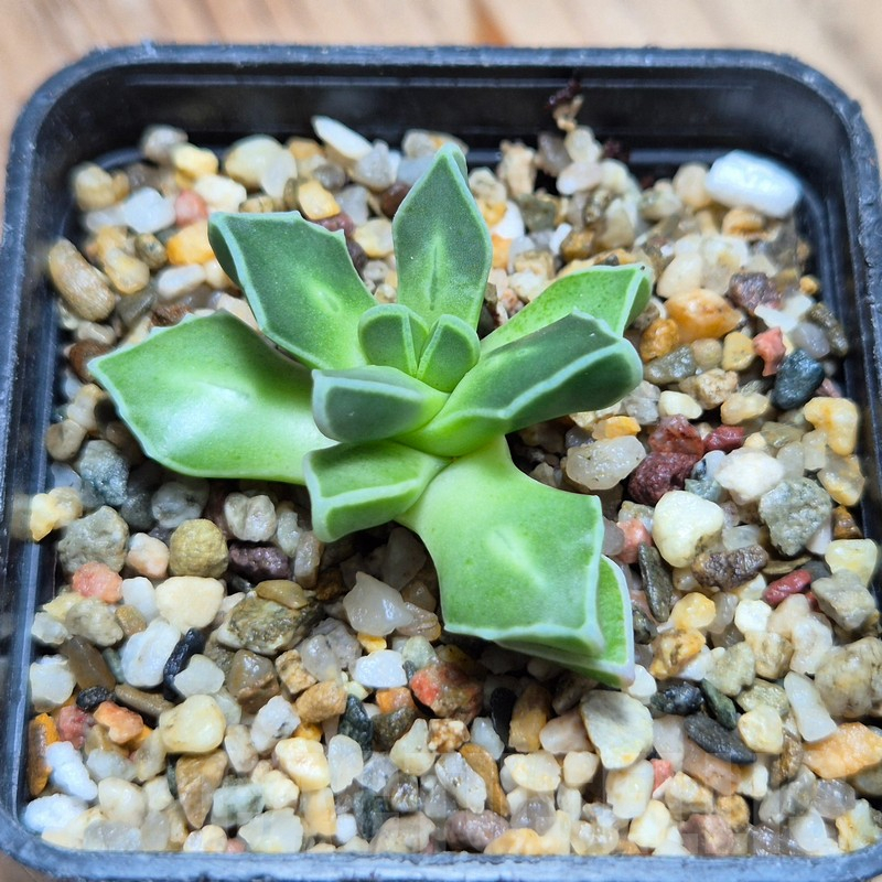 VVG3665 Faucaria boscheana -Duiwefontein- - Image 2