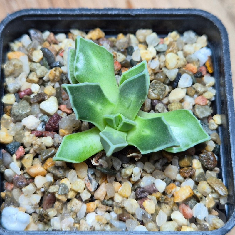 VVG3665 Faucaria boscheana -Duiwefontein- - Image 3