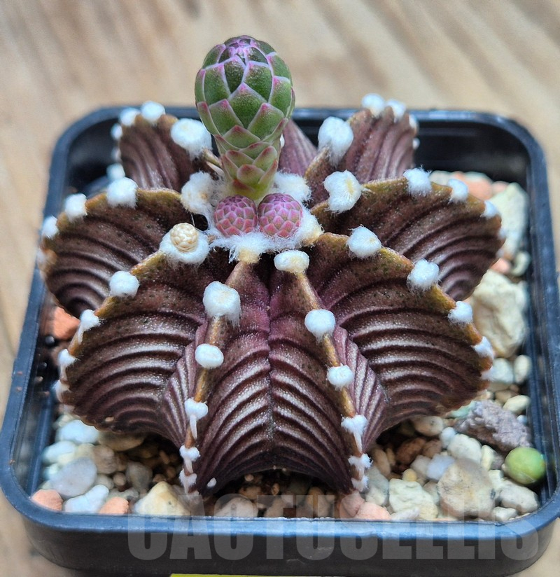 VVG3666 Gymnocalycium friedrichii VOS1241