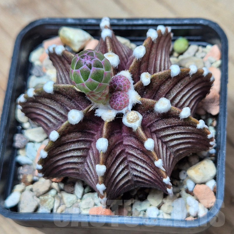 VVG3666 Gymnocalycium friedrichii VOS1241 - Image 2