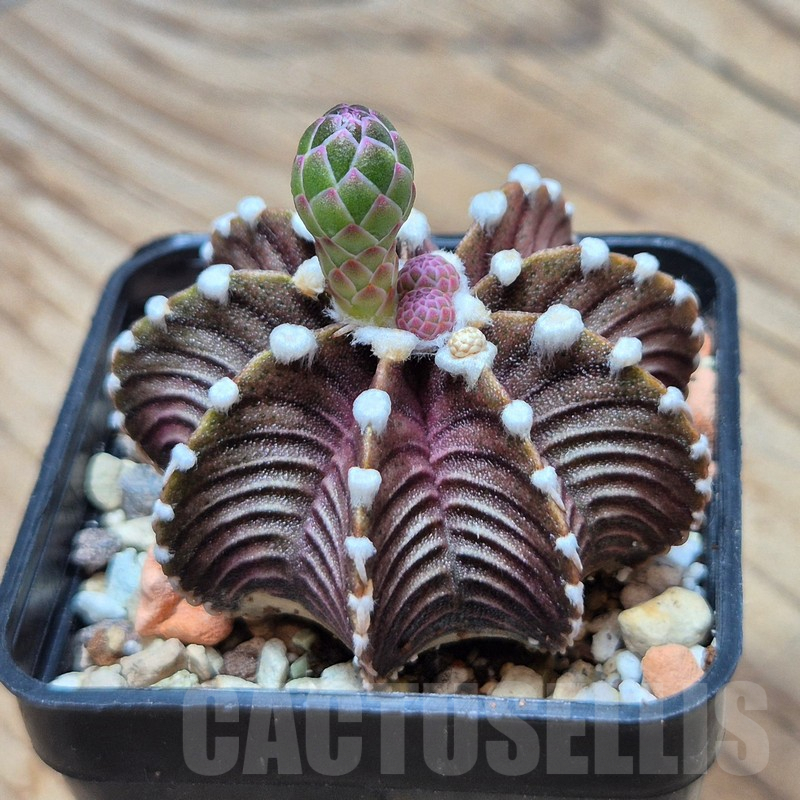 VVG3666 Gymnocalycium friedrichii VOS1241 - Image 3