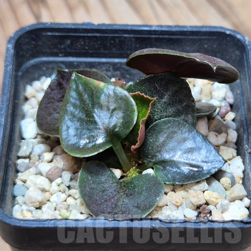 VVG3667 Euphorbia francoisii 'Black leaf' - immagine 2