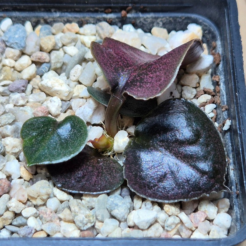 VVG3668 Euphorbia francoisii 'Black leaf' - immagine 2