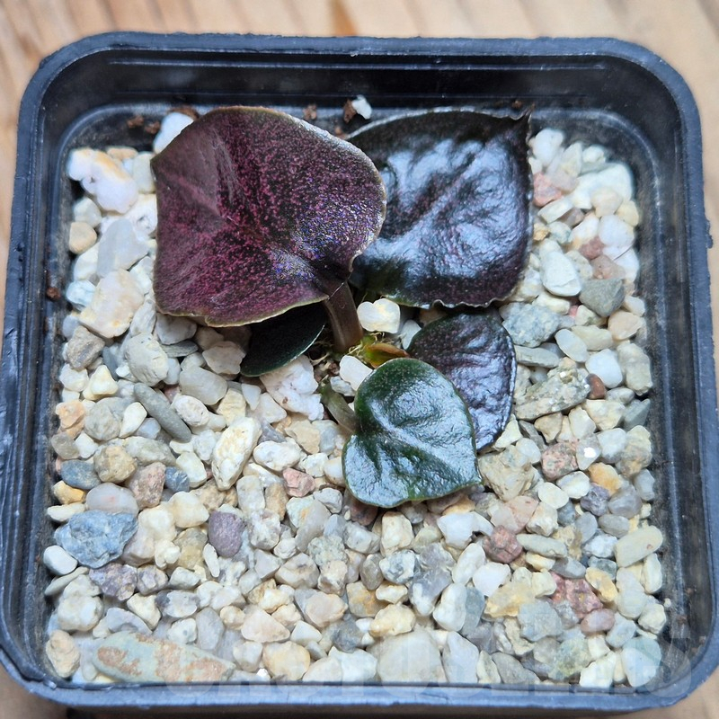 VVG3668 Euphorbia francoisii 'Black leaf' - immagine 3