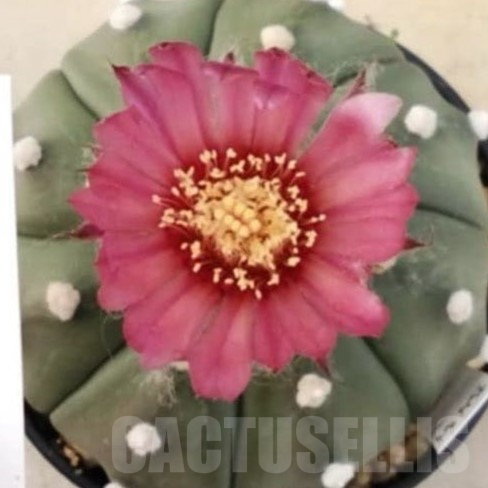 SH2556 Astrophytum asterias ‘Super Kabuto’ ‘Akabana’ clon 9