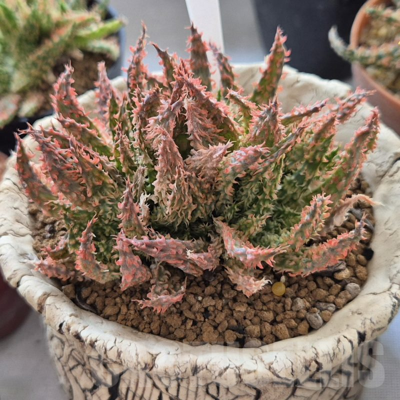 SH1817 Aloe hybrid f. cristata