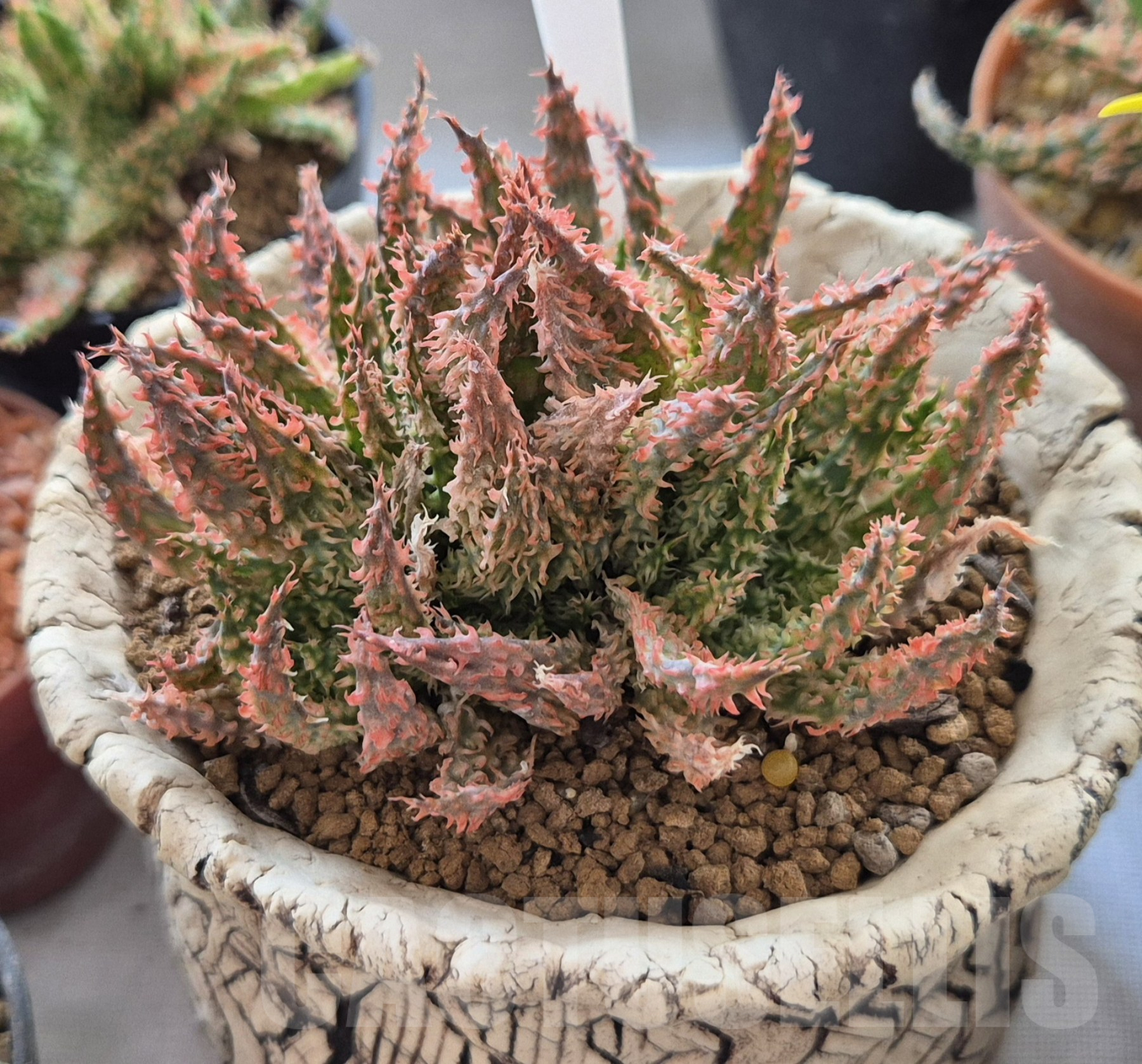 SH1551 Aloe hybrid f. cristata